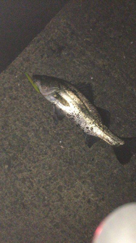 まだまだバチ抜け