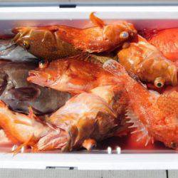 第二一之紀丸（ダイニイチノキマル） 釣果