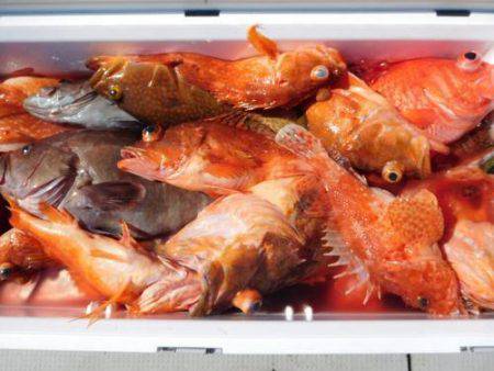 第二一之紀丸（ダイニイチノキマル） 釣果