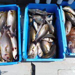 第二一之紀丸（ダイニイチノキマル） 釣果