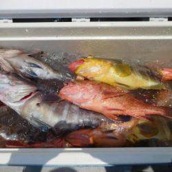 第二一之紀丸（ダイニイチノキマル） 釣果