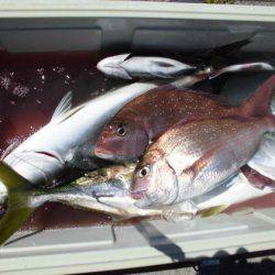 大進丸(新潟) 釣果