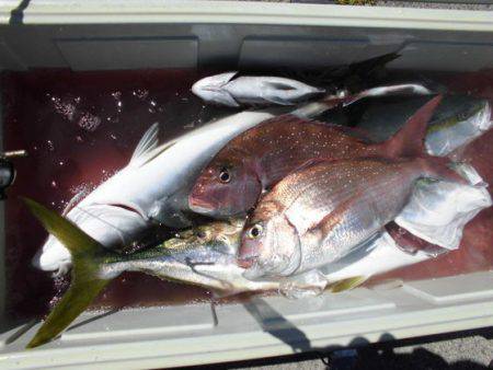 大進丸(新潟) 釣果