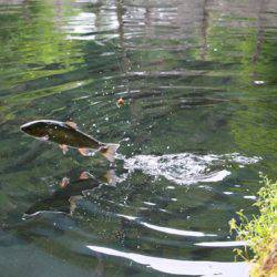 小菅トラウトガーデン 釣果