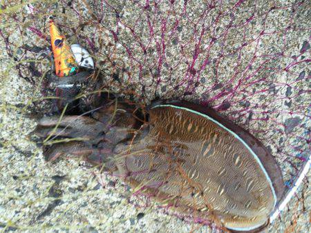 改造！エギテスト。