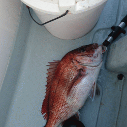 遊漁船ブルーウッズ 釣果