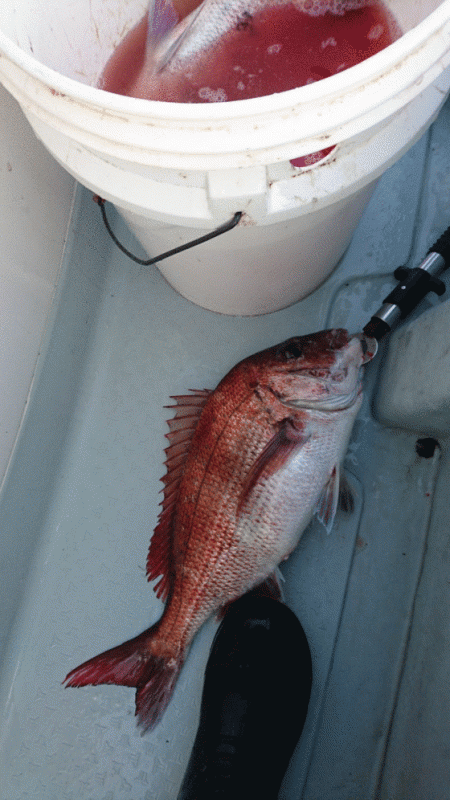 遊漁船ブルーウッズ 釣果