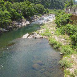 狩野川(狩野川漁業協同組合) 釣果