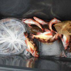 大進丸(新潟) 釣果