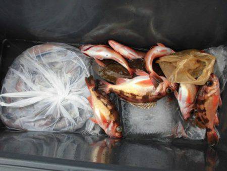 大進丸（新潟） 釣果