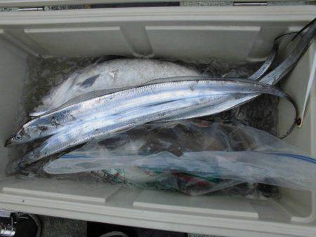 大進丸（新潟） 釣果