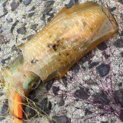 改造の成果！…？