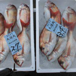 大進丸(新潟) 釣果