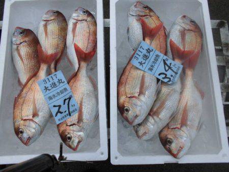 大進丸(新潟) 釣果