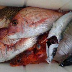 遊漁船 新鋭丸 釣果