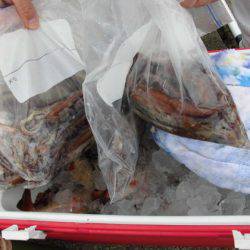 大進丸（新潟） 釣果