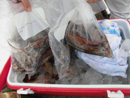 大進丸（新潟） 釣果