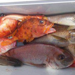 遊漁船 新鋭丸 釣果