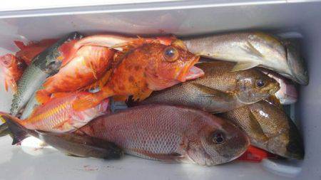 遊漁船 新鋭丸 釣果