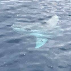 へいみつ丸 釣果