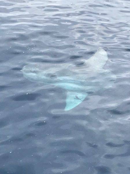 へいみつ丸 釣果