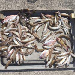 遊漁船高橋 釣果