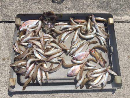 遊漁船高橋 釣果