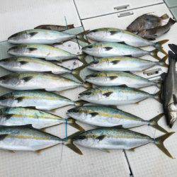 ふじしめ丸 釣果