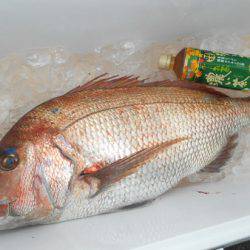 こうゆう丸 釣果