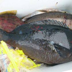 しば渡船 釣果