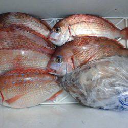 大進丸(新潟) 釣果