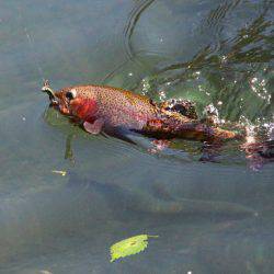 小菅トラウトガーデン 釣果