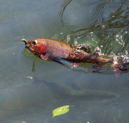 小菅トラウトガーデン 釣果