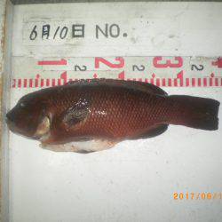 姫路市立遊魚センター 釣果