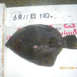 姫路市立遊魚センター 釣果