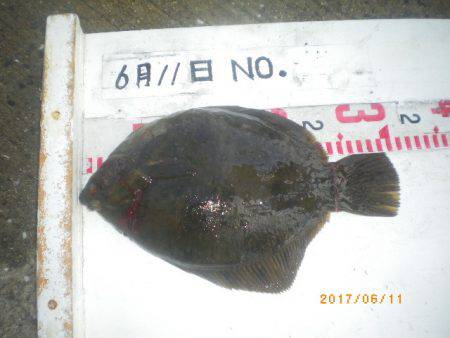 姫路市立遊魚センター 釣果