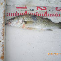 姫路市立遊魚センター 釣果