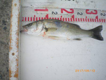 姫路市立遊魚センター 釣果