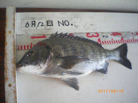 姫路市立遊魚センター 釣果