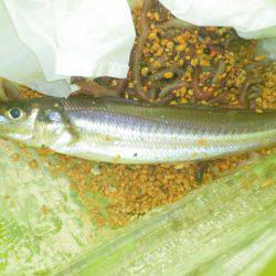 オリジナルメーカー海づり公園(市原市海づり施設) 釣果