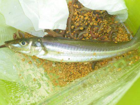 オリジナルメーカー海づり公園(市原市海づり施設) 釣果