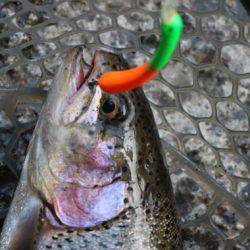 小菅トラウトガーデン 釣果