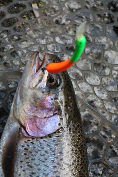 小菅トラウトガーデン 釣果