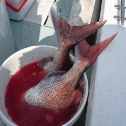 遊漁船ブルーウッズ 釣果