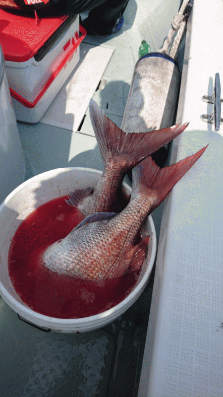 遊漁船ブルーウッズ 釣果