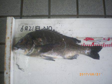 姫路市立遊魚センター 釣果