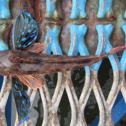 オリジナルメーカー海づり公園(市原市海づり施設) 釣果