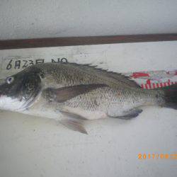 姫路市立遊魚センター 釣果