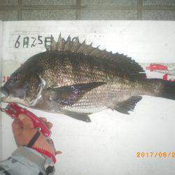 姫路市立遊魚センター 釣果