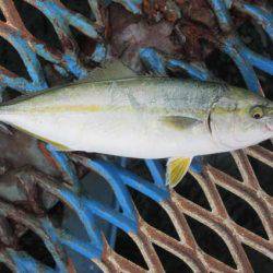 オリジナルメーカー海づり公園(市原市海づり施設) 釣果